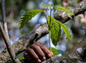 A field worker from the Cocoa Health and Extension Division (CHED) identifies cocoa trees affected by swollen shoot disease on a farm in the Osino community in the Eastern Region of Ghana. Once infected with swollen shoot, plantations must be ripped out and the soil treated before cocoa can be replanted. [Francis Kokoroko/Reuters]