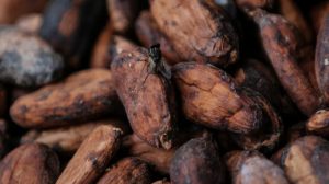 A fly rests on sun-dried cocoa beans in Kwabeng. [Francis Kokoroko/Reuters