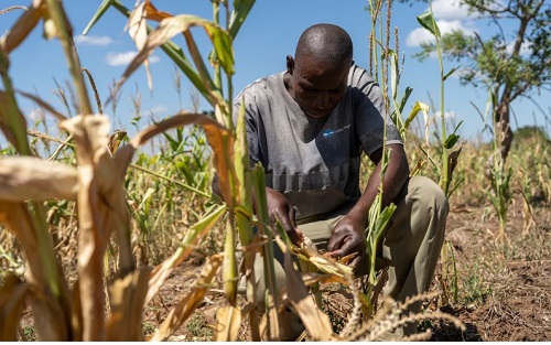 AGRICULTURE: UK pledges £6m to train Zambian farmers in adapting to climate