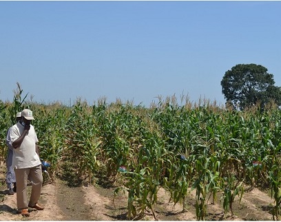 Food security concerns as rain is absent in northern Cameroon